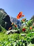 Flower snapshot in VoF