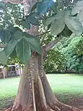 Sterculia apetala tree and leaves