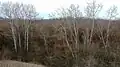 Middle Khortytsia River