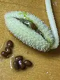 Cut fruit and seeds, Israel