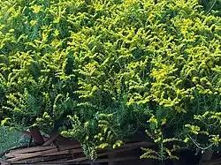 Sedum lineare
