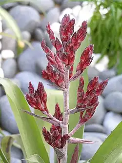 "Aechmea gracilis" at the Lok Fu Flower Show, Hong Kong