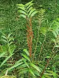 Sporophylls and vegetative pinnae