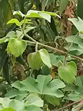 Axillary flower