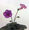 A miniature Sinningia hybrid