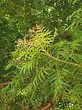 The young leaves are edible and can be used in tea manufacturing.