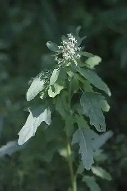 C. ficifolium