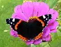 Vanessa atalanta