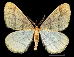 ♂