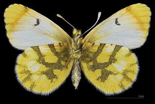 Anthocharis belia belia ♀ △