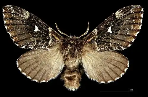 ♂