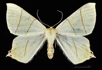 ♀