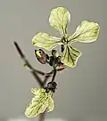 Yellow form