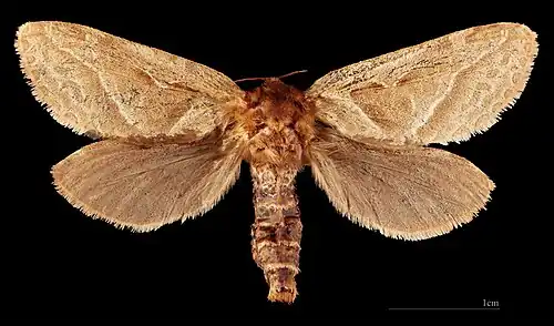 ♀