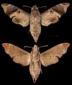 Enyo lugubris