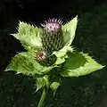 Involucre