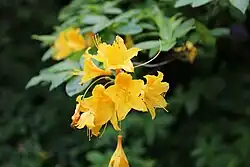 Yellow flowers