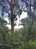 1000 Steps, Kokoda Track Memorial Walk, Dandenong Ranges National Park