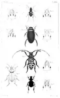 Plate from v.5, 1847