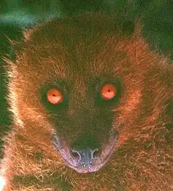 Brown bat head