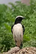 Male in Nepal
