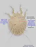 A. siro phoretic deutonymph, ventral view.