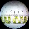 Spirogyra (Each numbered tick = 20&nbsp;μm)