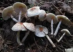 Lepiota cristata