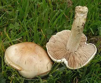 The difficult-to-distinguish Hebeloma crustuliniforme