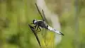 Libellula fulva