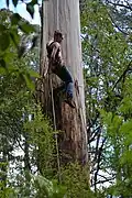 Little Red Toolangi Treehouse protest in Toolangi State Forest