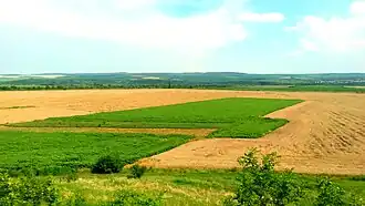 A field in a plain