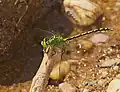 Ophiogomphus cecilia