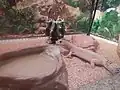 display of a Leopard gecko