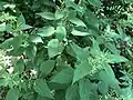 "foliage"