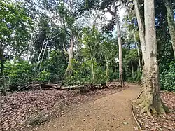 Forested area