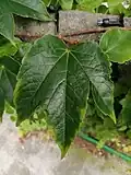 Leaf close-up