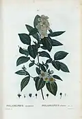 Botanical illustration