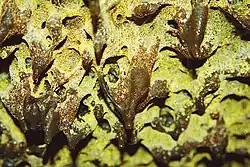 photograph of cave biofilm