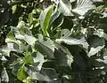 'Nana' leaves, summer