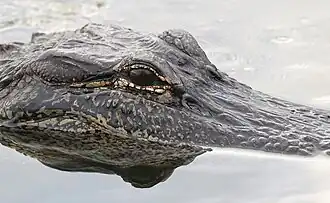 Image 17Louisiana Alligator (from Culture of Louisiana)