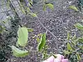 New leaves