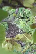Samarae