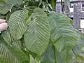 Foliage of same matching Kew's 1880 'Superba'
