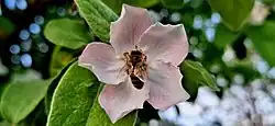 The foraging behavior of a honeybee