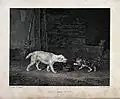 A cat, Felis catus, puffing up its fur and arching its back to appear larger in hopes of scaring away a dog.
