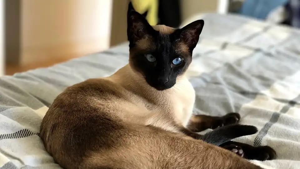 Traditional seal point Thai cat