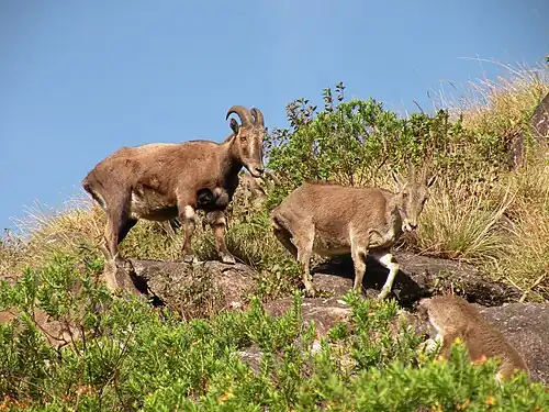 Brown bovids