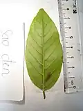 Hopea odorata