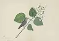 Chestnut-tailed starling on a Clerodendrum sp.